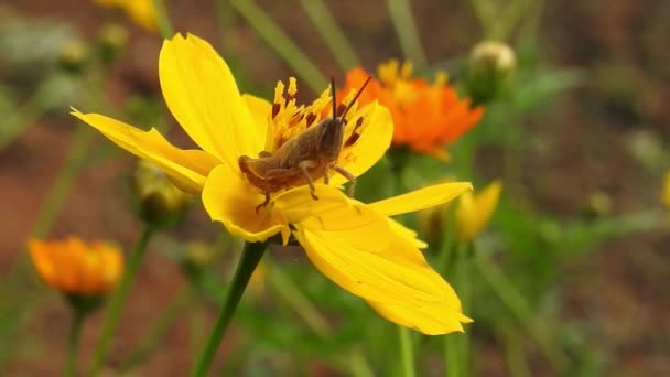 Μέλι Μέλισσα Συλλέγει Γύρη Από Citrus Orange Blossom Λουλούδια Hoverflies — Αρχείο Βίντεο