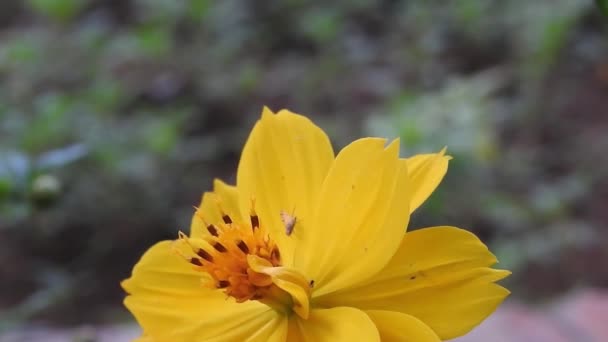 Med Včela Sbírá Pyl Citrusových Pomerančových Květů Vznášející Mouchy Květinové — Stock video