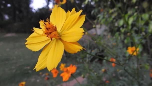 Honey Bee Collects Pollen Citrus Orange Blossom Flowers Hoverflies Flower — Stock Video