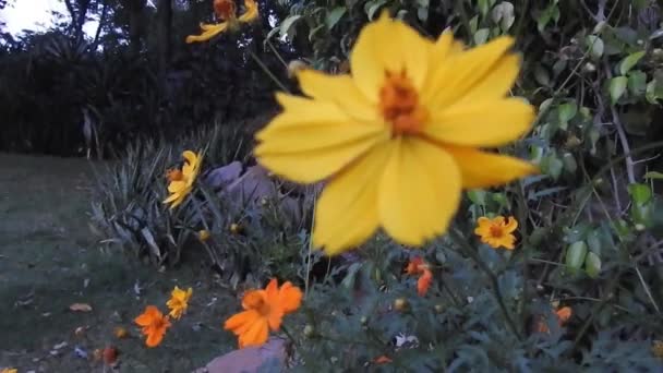 Honungsbin Samlar Pollen Från Citrus Apelsinblomma Blommor Hoverflies Blomflugor Eller — Stockvideo