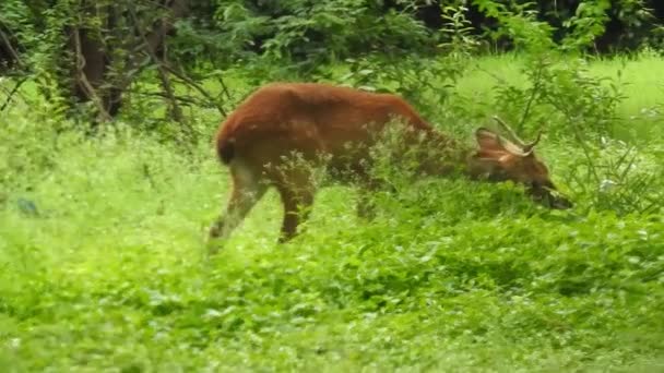 Chitaal Cheetaal Gevlekt Hert Ashert Natuurlijke Habitat Straal Majestueuze Krachtige — Stockvideo