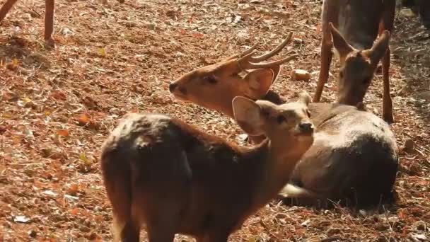 Chitaal Cheetaal Gevlekt Hert Ashert Natuurlijke Habitat Straal Majestueuze Krachtige — Stockvideo