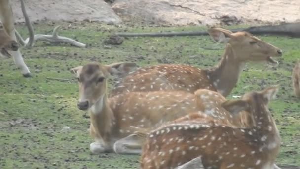 Chital Cheetal Axis Ekseni Benekli Geyik Eksen Geyiği Doğa Habitatında — Stok video