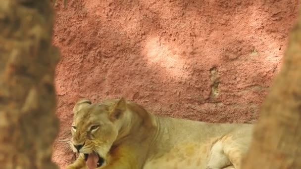 Gros Lion Regardant Vers Caméra Jungle King Lon Assis Regardant — Video