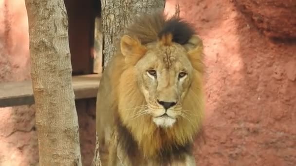 近くのライオンのカメラを探して ジャングルキングロン座って 詳細なビューでカメラに向かっている ライオンの法的地位を探して ジャングルの王ライオン自然界では ライオンキング孤立野生の男性アフリカのライオンの顔は野生の森の中を歩く ライオンの顔 — ストック動画