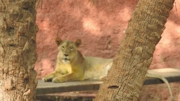 Kameraya Bakan Yakın Plan Aslan Orman Kralı Lon Oturuyor Detaylı — Stok video