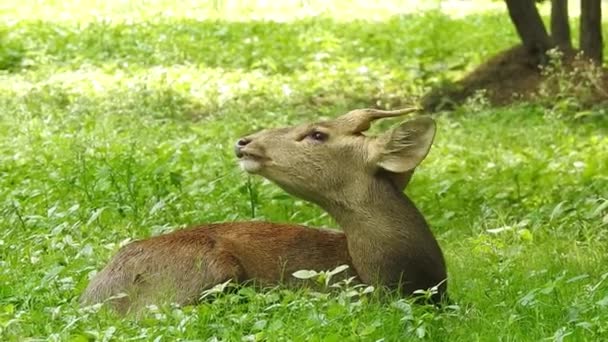 発見された鹿 チタル 森林国立公園 自然の生息地では チッタルまたはチール 斑点鹿や軸鹿 雄大な強力な大人の動物の下冬の森の中の赤い鹿で見つかった鹿を発見しました 野生動物や自然保護 — ストック動画