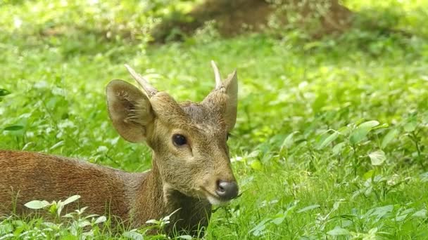 Veado Manchado Chital Parque Nacional Florestal Eixo Eixo Cervos Pintados — Vídeo de Stock