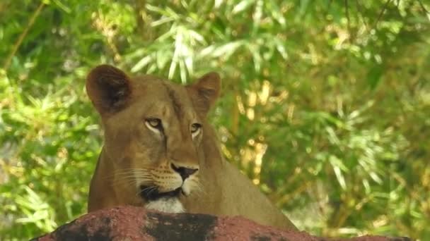 Εντοπίστηκε Ελάφι Chital Forest National Park Ζωικό Cheetal Άξονα Άξονα — Αρχείο Βίντεο