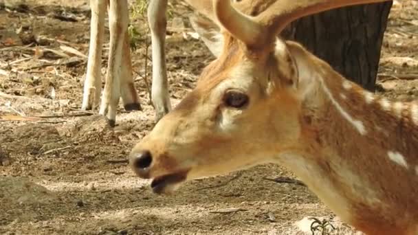 発見された鹿 チタル 森林国立公園 自然の生息地では チッタルまたはチール 斑点鹿や軸鹿 雄大な強力な大人の動物の下冬の森の中の赤い鹿で見つかった鹿を発見しました 野生動物や自然保護 — ストック動画