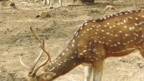 Пятнистый Олень Chital Лесной Национальный Парк Хитал Гепард Афалин Пятнистый — стоковое видео