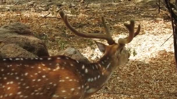 Veado Manchado Chital Parque Nacional Florestal Eixo Eixo Cervos Pintados — Vídeo de Stock