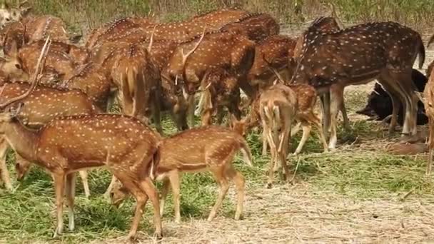 Foltos Szarvas Chital Forest National Park Chital Vagy Cheetal Axis — Stock videók