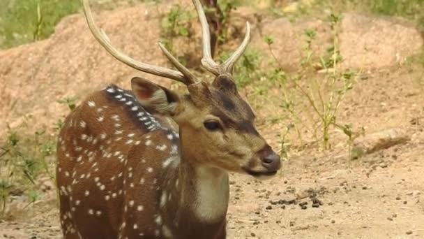 포레스트 Forest National Park 미국의 공원이다 Chital Cheetal Axis Axis — 비디오