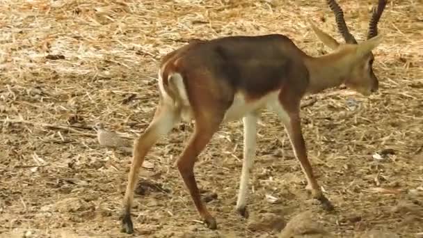 Gefleckter Hirsch Chital Forest National Park Chital Oder Gepard Achse — Stockvideo