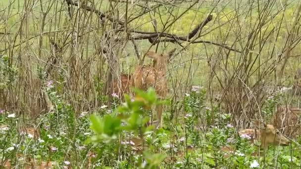 Spotted Deer Chital Forest National Park Чіткий Або Чітальний Вісь — стокове відео