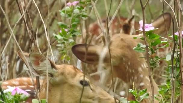 Sett Rådjur Chital Forest National Park Chital Eller Cheetal Axis — Stockvideo
