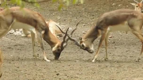 Cervos Closup Luta Veados Vermelhos Stags Luta Cervus Elaphus Fallow — Vídeo de Stock