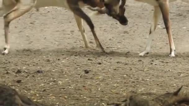 Geyik Dövüşü Kızıl Geyik Dövüşü Cervus Elaphus Fallow Geyik Çiftleşme — Stok video