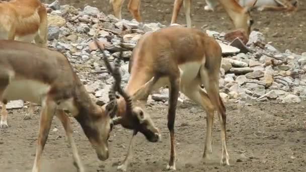 Cerfs Clôture Combats Cerfs Rouges Combats Cerfs Cervus Elaphus Jachère — Video