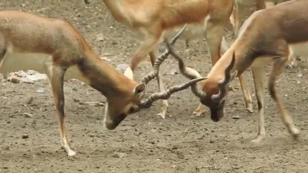 Combattimento Closup Del Cervo Cervo Rosso Cervi Combattimento Cervus Elaphus — Video Stock