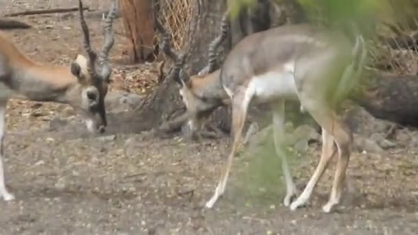 Deer Closup Fighting Red Deer Stags Fighting Cervus Elaphus Fallow — Stock Video