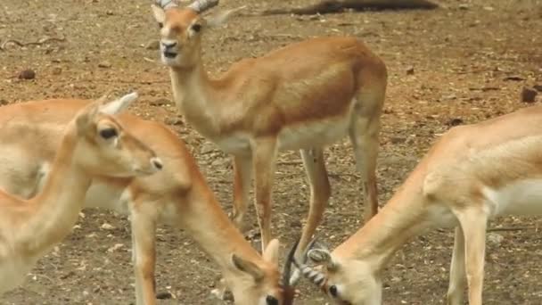 鹿の群れの戦い 赤い鹿の袋の戦い Cervus Elaphus ルーティングシーズン中に鹿の男性の戦いが失敗します 階層を確立するために2匹の鹿 赤い杖の衝突と戦うことを自慢すること 鹿の木の落下鹿の森動物の赤鹿は鹿の略 — ストック動画