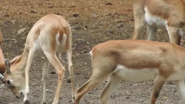 鹿食战 鹿食战 鹿食战 鹿食战 在腐坏的季节 让鹿群的雄鹿在战斗中休憩 两只鹿来建立等级 激战的赤脚冲撞 — 图库视频影像