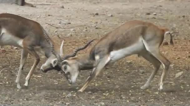 사슴의 파쿠스 싸우고 수컷이 녹아내리는 계절에 싸움을 마리의 계급을 만들었습니다 — 비디오