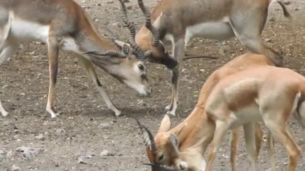 Roe Deer Tree Fallow Deer Forest Animal Red Deer Staat — Stockvideo