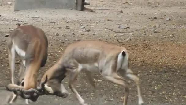 Roe Deer Tree Fallow Deer Forest Animal Red Deer Fica — Vídeo de Stock