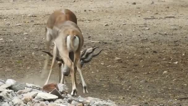 Roe Deer Tree Fallow Deer Forest Animal Red Deer Стоит — стоковое видео