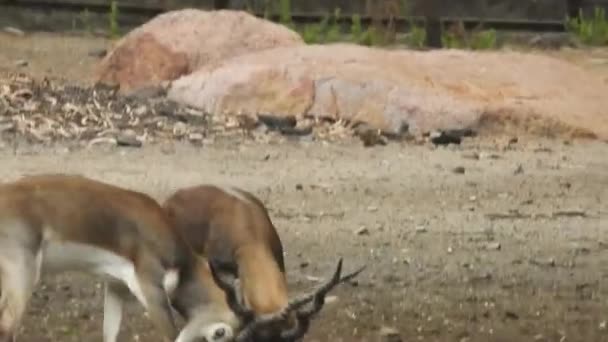 Roe Deer Tree Fallow Deer Forest Animal Red Deer Står — Stockvideo