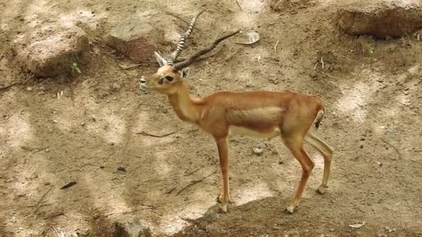 Capriolo Deer Tree Fallow Deer Forest Animal Red Deer Trova — Video Stock