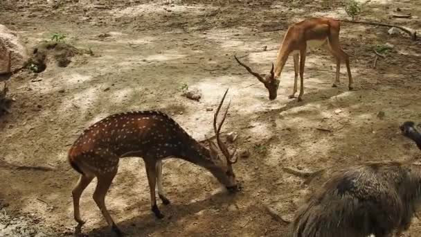鹿の木の落下鹿の森動物の赤鹿は地面に立って 非常に美しく見えます 森の木の背景に大きな角を持つ白の鹿の肖像画 自然の生息地では チッタルまたはチール 斑点鹿や軸鹿 — ストック動画