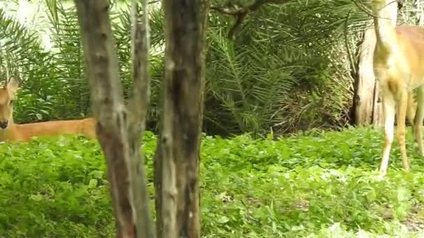 鹿树休耕鹿林动物红鹿站在地面上 看上去非常漂亮 森林树木背景上长有大角的白尾鹿的画像 在自然界的栖息地中 有胸部或顶叶 斑点鹿或轴线鹿 — 图库视频影像
