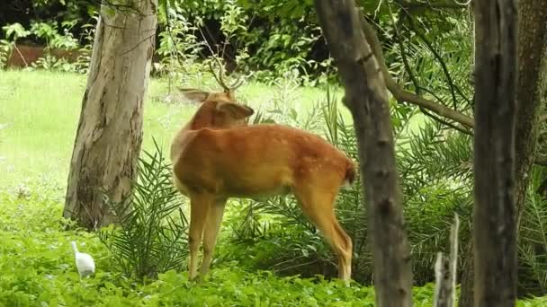 Ciervo Árbol Ciervo Bosque Ciervo Animal Ciervo Rojo Está Suelo — Vídeos de Stock