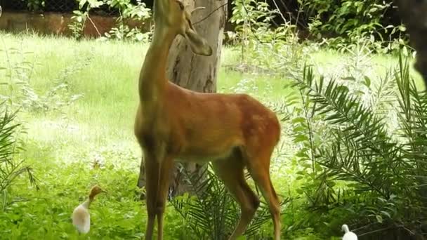 플라워 Roe Deer Tree Fallow Deer Forest Animal Red Deer — 비디오