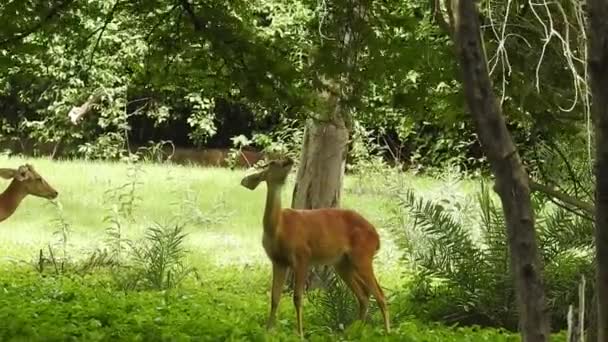 Roe Deer Tree Fallow Deer Forest Animal Red Deer Stands — Stock Video