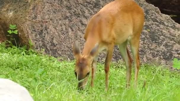 Rehwild Damhirsch Wald Tier Rothirsch Steht Auf Dem Boden Und — Stockvideo