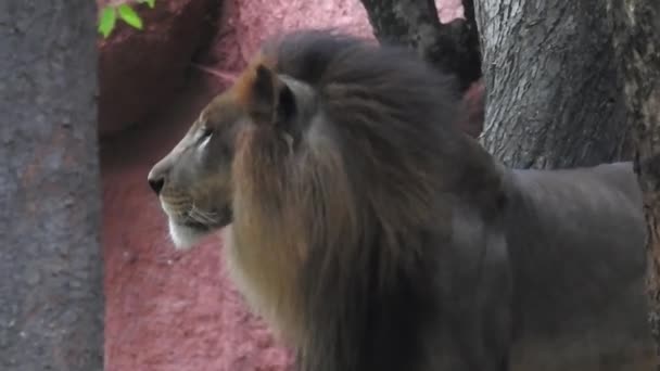 Дикий Самець Африканського Лева Ходить Дикому Лісі Африканський Лев Стоїть — стокове відео