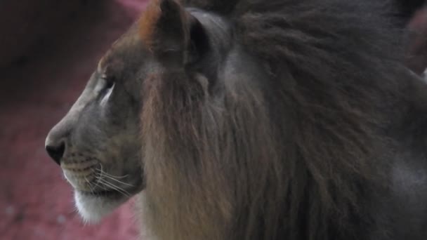Дикий Самец Африканского Льва Гуляет Дикому Лесу Лицо Африканского Льва — стоковое видео
