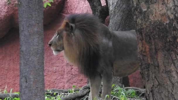 野生のオスアフリカライオンは野生の森を歩く アフリカのライオンの顔を密接に野生の森の中を歩く 美しい音と大規模な男性ライオン轟音 アフリカのクルーガー国立公園のアフリカのサバンナで大きな雄ライオンが轟音を立てて — ストック動画