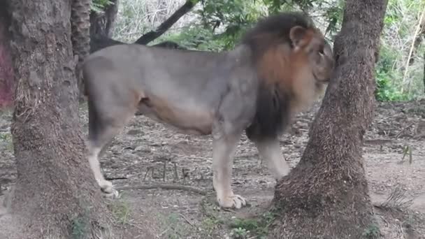 Дикий Самець Африканського Лева Ходить Дикому Лісі Африканський Лев Стоїть — стокове відео