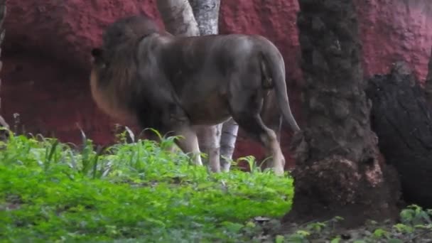 Leões Africanos Machos Selvagens Enfrentam Caminhando Floresta Selvagem Leão Africano — Vídeo de Stock
