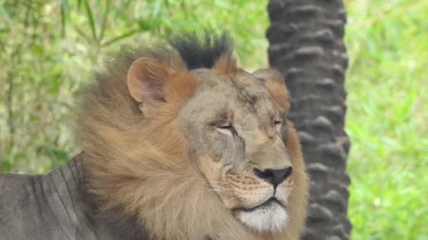 野生のオスアフリカライオンは野生の森を歩く アフリカのライオンの顔を密接に野生の森の中を歩く 美しい音と大規模な男性ライオン轟音 アフリカのクルーガー国立公園のアフリカのサバンナで大きな雄ライオンが轟音を立てて — ストック動画