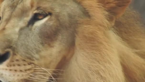 Wilde Mannelijke Afrikaanse Leeuw Gezicht Wandelen Het Wilde Bos Afrikaanse — Stockvideo