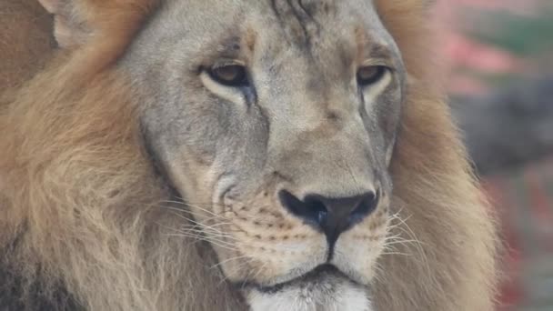 Vilda Manliga Afrikanska Lejon Ansikte Promenader Den Vilda Skogen Afrikanska — Stockvideo