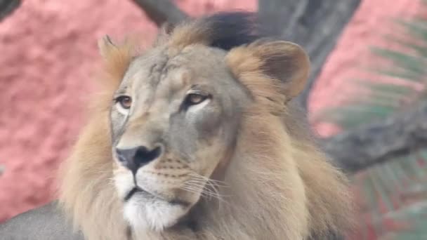 Divoký Muž Afrického Lva Tvář Procházky Divokém Lese Africký Lev — Stock video