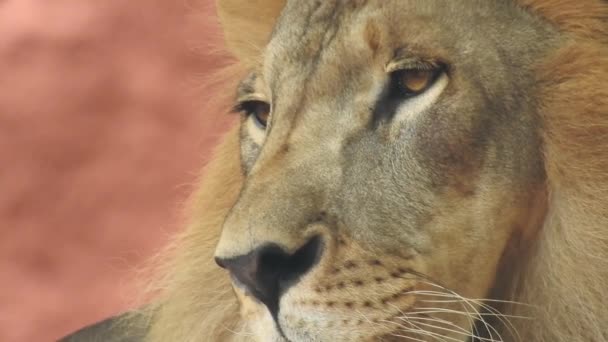 Löwe Und Löwin Öffnen Den Mund Dschungelkönig Brüllt Detailansicht Der — Stockvideo